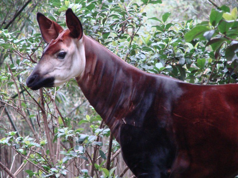 Okapi 2.jpg