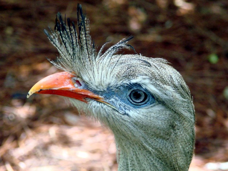 Red-Legged Seriema 3.jpg