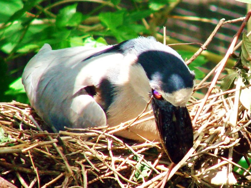 Boat-Billed Heron.jpg