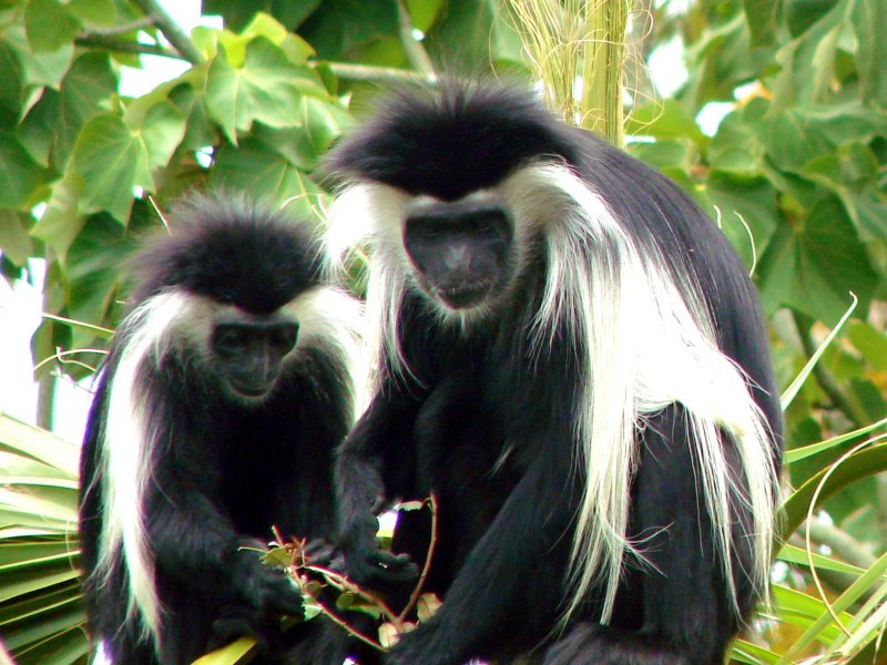 Colobus Monkey.jpg