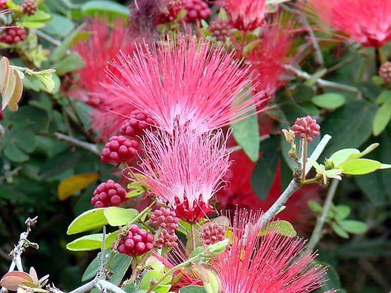 Mimosa Flower With Berries