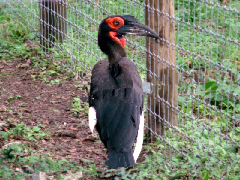 Southern Ground Hornbill.jpg