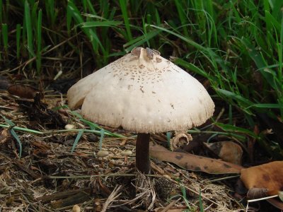 Mushrooms 002.jpg