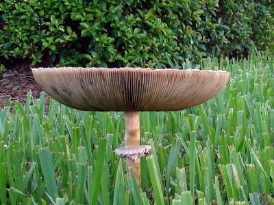 Mushrooms 041.jpg