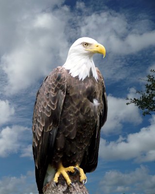 Bald Eagle 4b .jpg