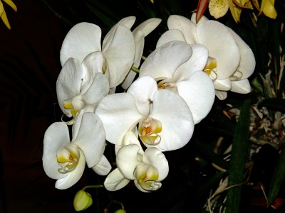 Orchids 2009 013