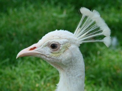 White Peacock