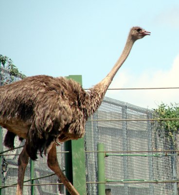 Ostrich.jpg