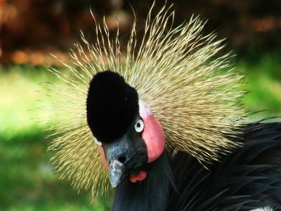 Black-Crowned Crane(2)