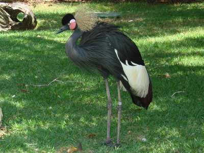 Black-Crowned Crane.jpg