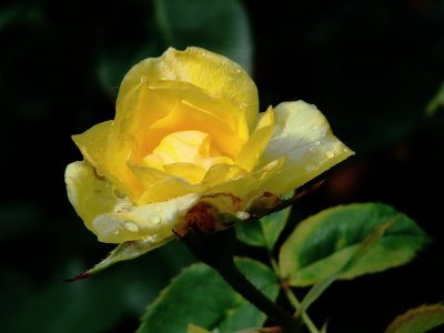Roses 011.jpg