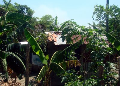 A tiny banana plantation, Honduras