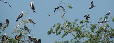 Frigatebirds 2