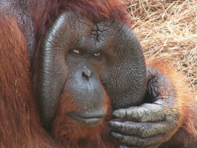 Orangutan.jpg