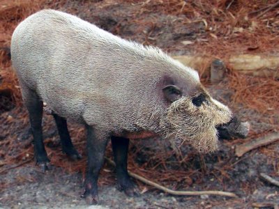 Bearded Pig.jpg