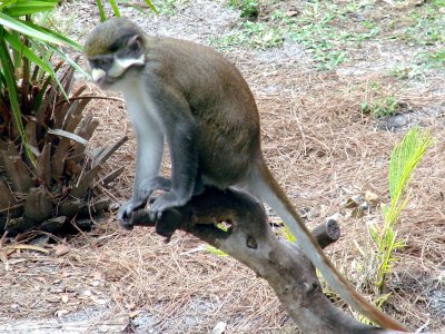Red-Tailed Guenon.jpg