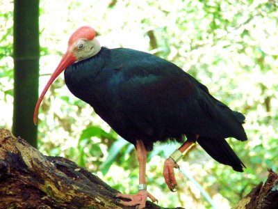 Southern Bald Ibis.jpg