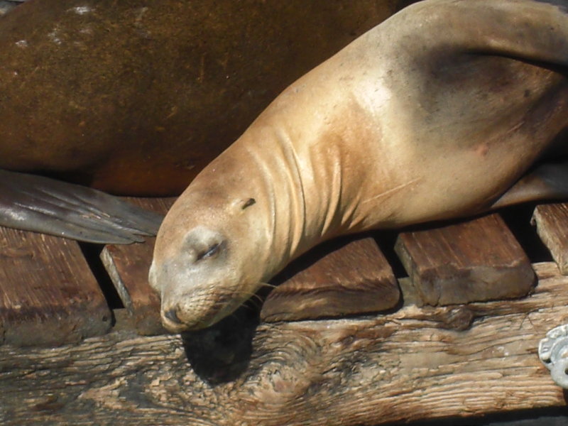 Pier 39
