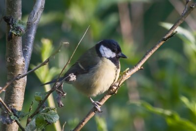 Great tit