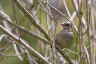 House sparrow