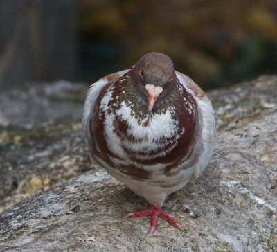 Pretty feral pigeon