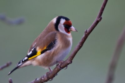 goldfinch