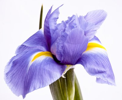 cool iris