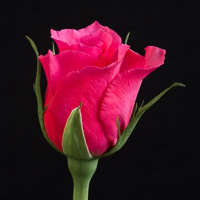 valentine rose