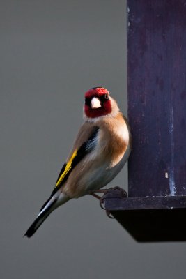 goldfinch