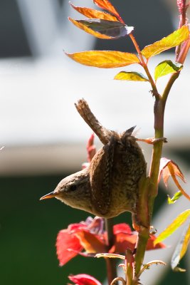 wren