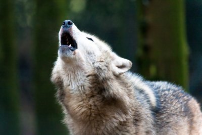 howling timber wolf