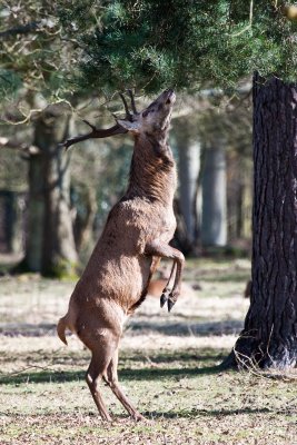 red deer stag