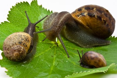 snail trio
