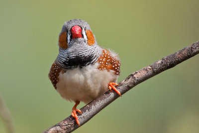 zebra finch 