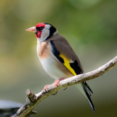 male goldfinch