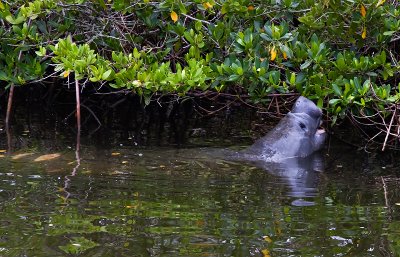Manatee Mom Munching Mangroves