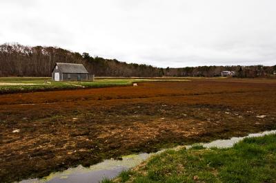 The Cranberry Bog on White Rock Road