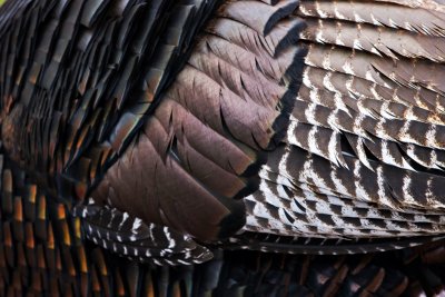 turkey pattern
