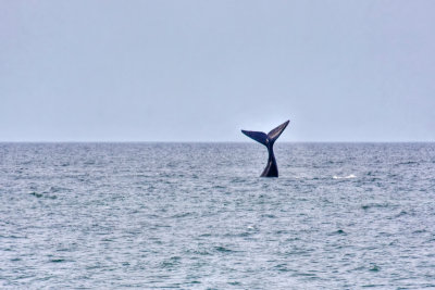 Northern Right Whale Tail 1