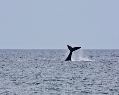 Northern Right Whale Tail 2