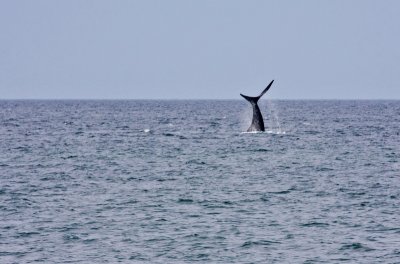 Northern Right Whale Tail 3