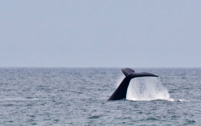 Northern Right Whale Tail 4