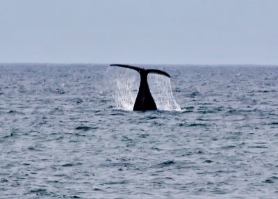 Northern Right Whale Tail 5
