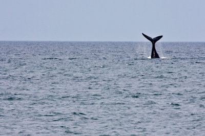 Northern Right Whale Tail 6