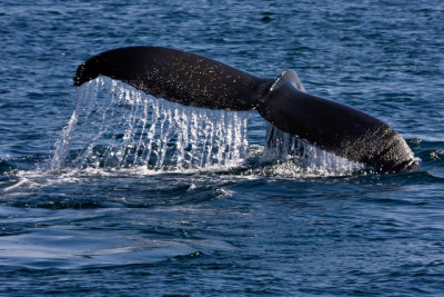 tail 2-1.jpg
