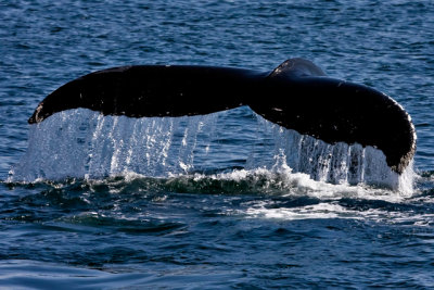 tail 3-1.jpg