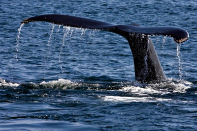 tail 3-3.jpg