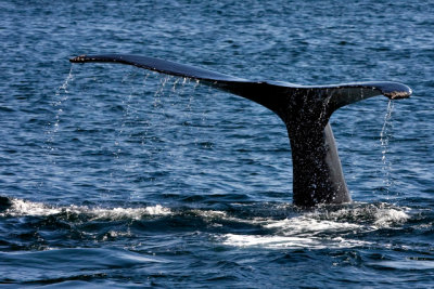 tail 3-4.jpg
