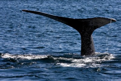 tail 3-5.jpg