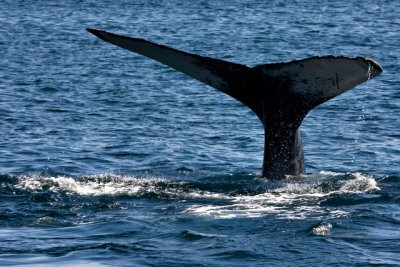 tail 3-6.jpg
